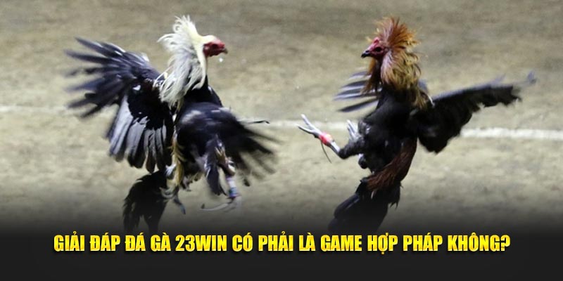 Giải đáp Đá gà 23Win có phải là game hợp pháp không?