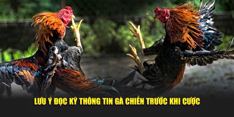 Lưu ý đọc kỹ thông tin gà chiến trước khi cược